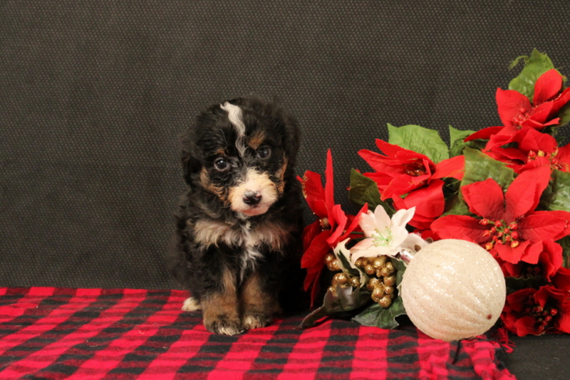 puppy, for, sale, Mini Bernadoodle F2, Matthew B. Stoltzfus, dog, breeder, Gap, PA, dog-breeder, puppy-for-sale, forsale, nearby, find, puppyfind, locator, puppylocator, aca